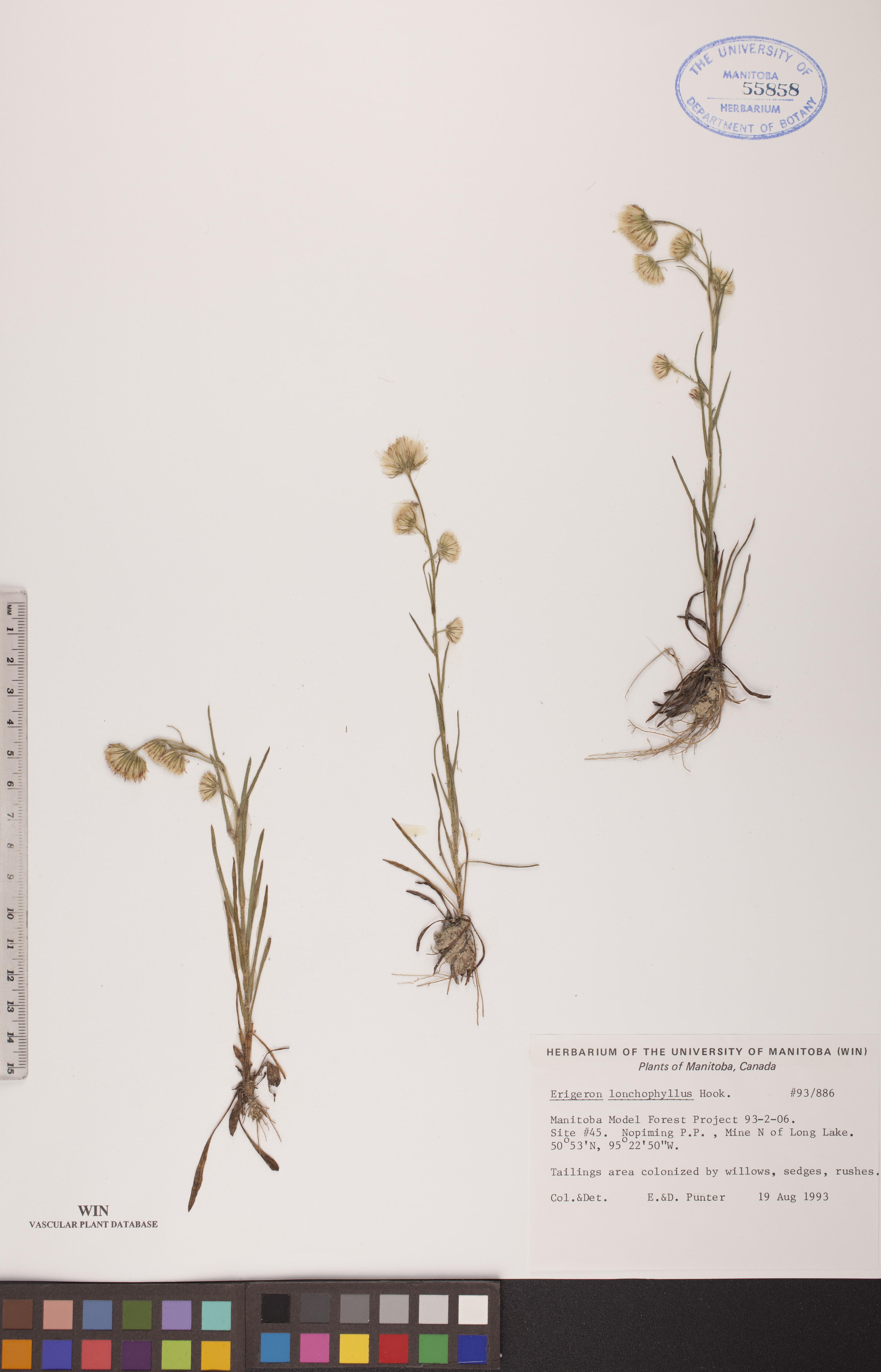 Erigeron lonchophyllus image